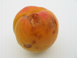 Abricot, morsure de forficule au niveau de l'épiderme